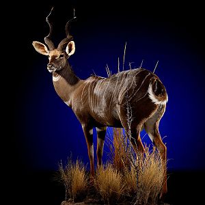 Lesser Kudu Full Mount Taxidermy