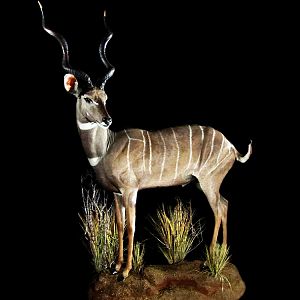 Lesser Kudu Full Mount Taxidermy