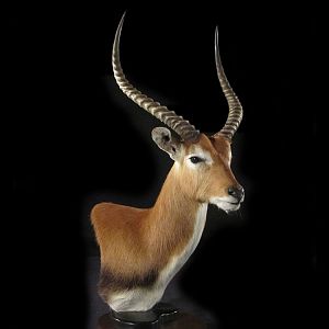 Lechwe Pedestal Mount Taxidermy