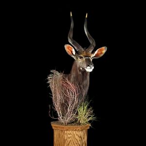 Nyala Pedestal Mount Taxidermy