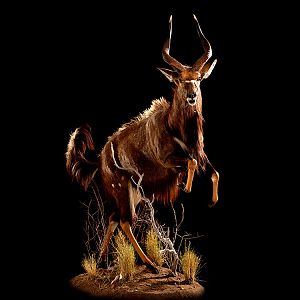 Nyala Full Mount Taxidermy