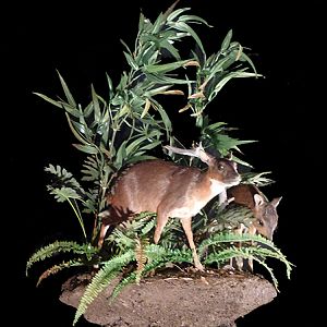 Royal Antelope Full Mount Taxidermy