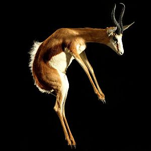 Springbok Full Mount Taxidermy