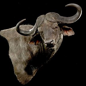 Cape Buffalo Classic Mounts Pose 2