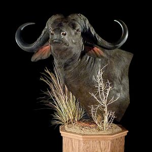 Cape Buffalo Classic Mounts Pose 5