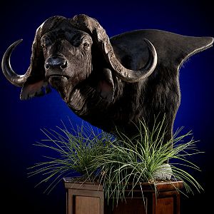 Cape Buffalo Classic Mounts Pose 3