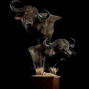 Cape Buffalo Classic Mounts Pose 9