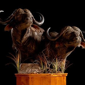 Cape Buffalo Classic Mounts Pose 10