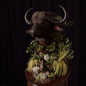 Cape Buffalo Pedestal Mount Taxidermy