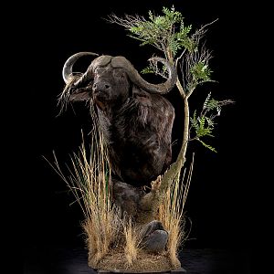 Cape Buffalo Pedestal Mount Taxidermy