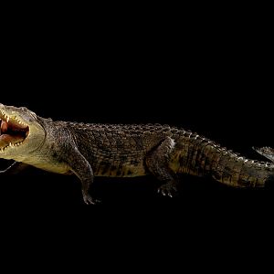 Crocodile Full Mount Taxidermy