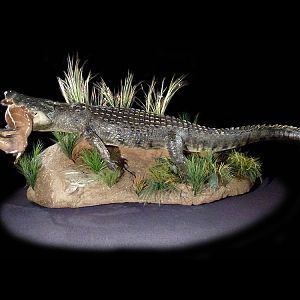 Crocodile & Bushbuck Full Mount Taxidermy