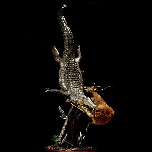 Crocodile & Impala Full Mount Taxidermy