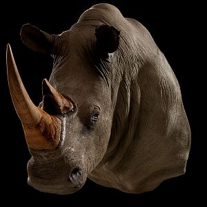 White Rhino Shoulder Mount Taxidermy