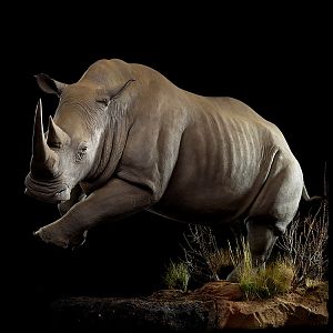 White Rhino Full Mount Taxidermy