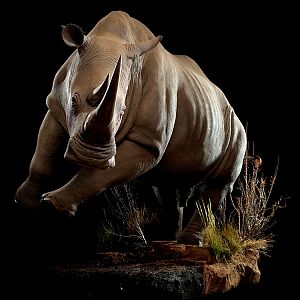 White Rhino Full Mount Taxidermy