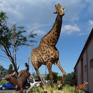 Giraffe Full Mount Taxidermy