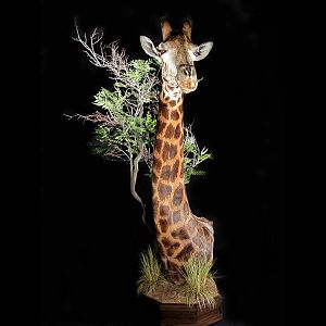 Giraffe Shoulder Mount Taxidermy