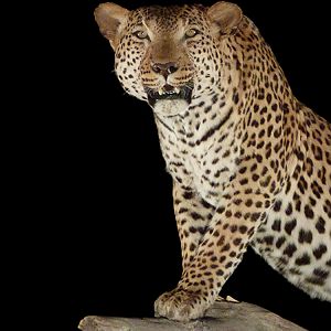 Leopard Full Mount Taxidermy