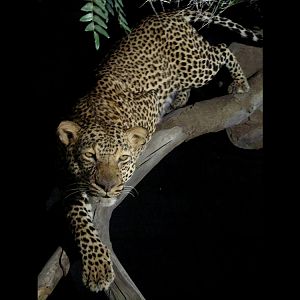 Leopard Full Mount Taxidermy