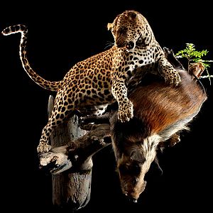 Leopard with Bushpig kill Full Mount Taxidermy