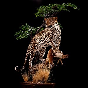 Leopard with kill Full Mount Taxidermy