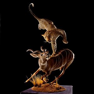 Leopard & Lesser Kudu Full Mount Taxidermy