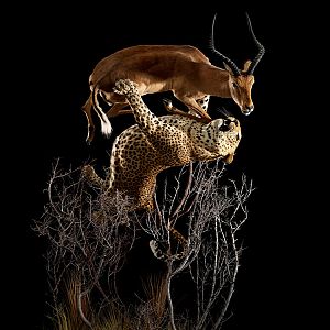 Leopard & Impala Full Mount Taxidermy