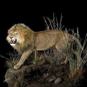 Lion Full Mount Taxidermy