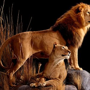 Lion & Lioness Full Mount Taxidermy