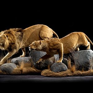 Lion & Lioness Full Mount Taxidermy