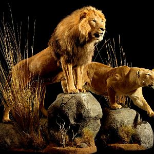 Lion & Lioness Full Mount Taxidermy