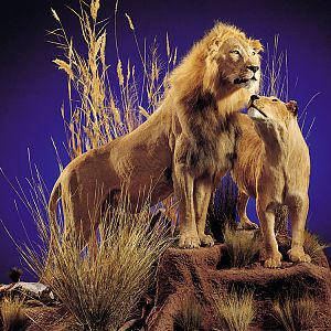 Lion & Lioness Full Mount Taxidermy