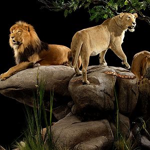 Lions Full Mount Taxidermy