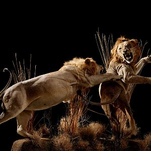 Lions Full Mount Taxidermy