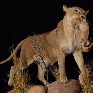 Lioness & Cub Full Mount Taxidermy