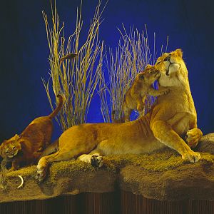 Lioness & Cub Full Mount Taxidermy