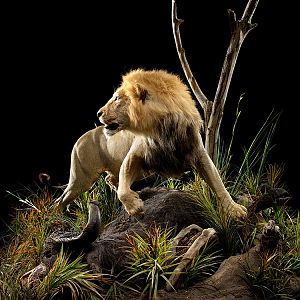 Lion Full Mount Taxidermy