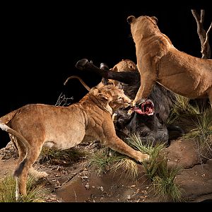 Lionesses with a kill Full Mount Taxidermy