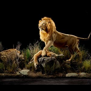 Lion with a kill & Spotted Hyena Full Mount Taxidermy