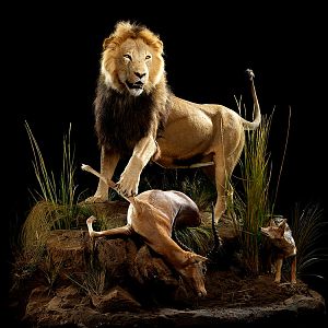 Lion with a Impala kill & Jackal Full Mount Taxidermy