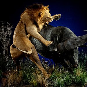 Lion & Buffalo Full Mount Taxidermy