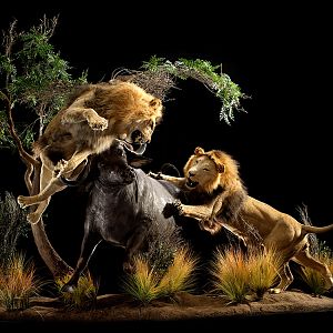 Lion & Buffalo Full Mount Taxidermy