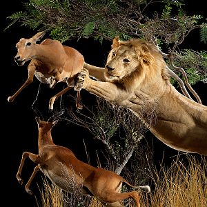 Lion & Impala Full Mount Taxidermy