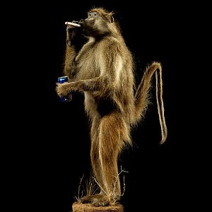 Baboon Full Mount Taxidermy