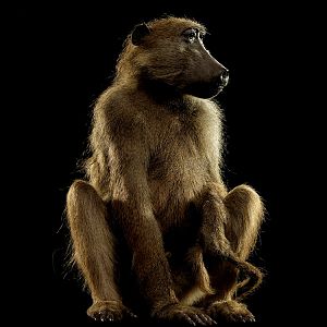 Baboon Full Mount Taxidermy