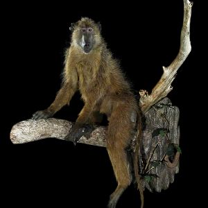 Baboon Full Wall Mount Taxidermy