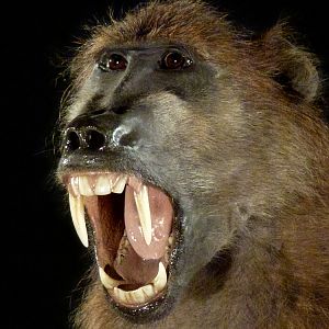 Baboon Full Mount Taxidermy