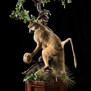 Baboon Full Mount Taxidermy