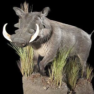 Warthog Full Mount Taxidermy